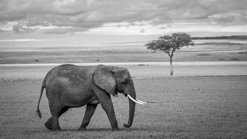 Safari Landscape