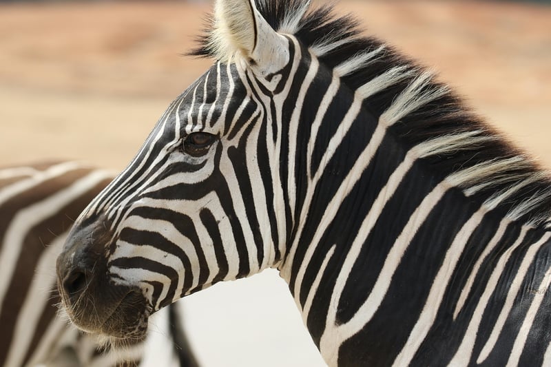 Safari Tour